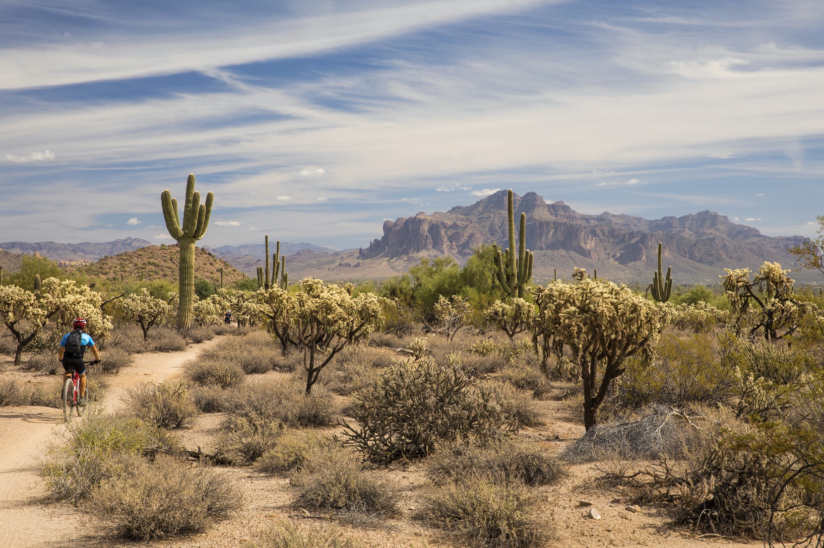 A mountain biker on a red bike rides a dirt trail through a desert with saguaro and cholla cacti, with rugged mountains in the background under a blue sky.